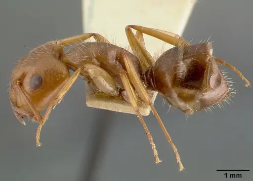 Camponotus cocosensis - CASTYPE00461-02