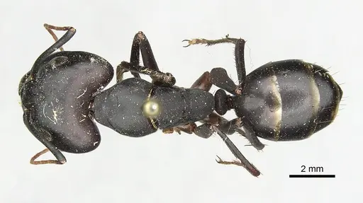 Camponotus cognatocompressus specimen
