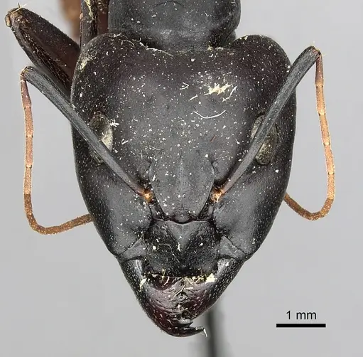 Camponotus cognatocompressus specimen