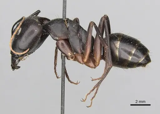 Camponotus cognatocompressus specimen