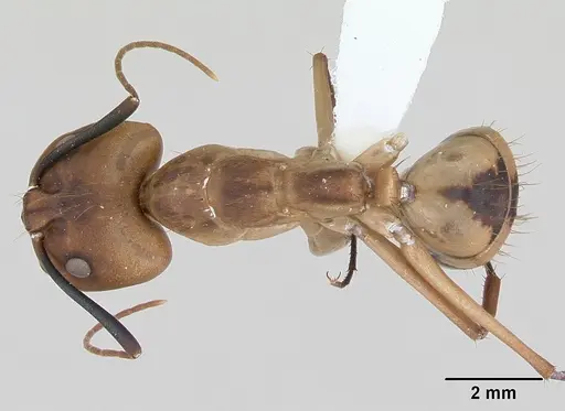Camponotus coloratus specimen