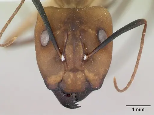Camponotus coloratus specimen