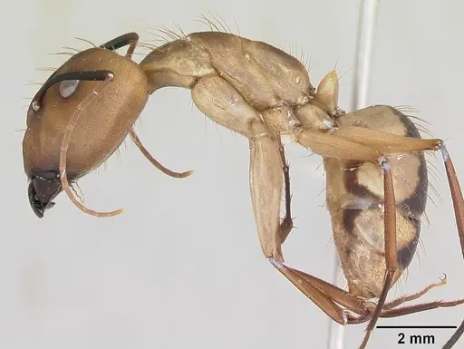 Camponotus coloratus specimen
