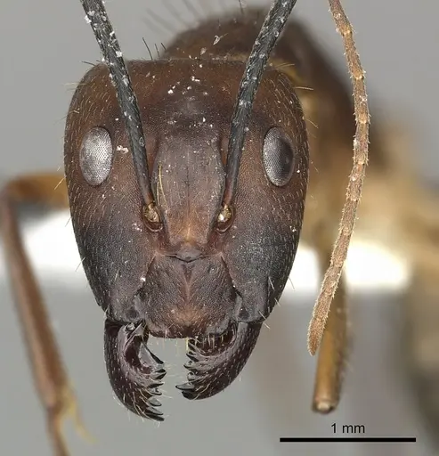 Camponotus coloratus - CASENT0249612