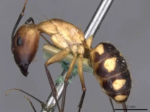 Camponotus coloratus - CASENT0910024