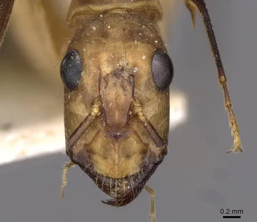 Camponotus coloratus - CASENT0910025