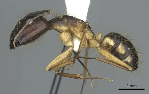 Camponotus coloratus - CASENT0914435