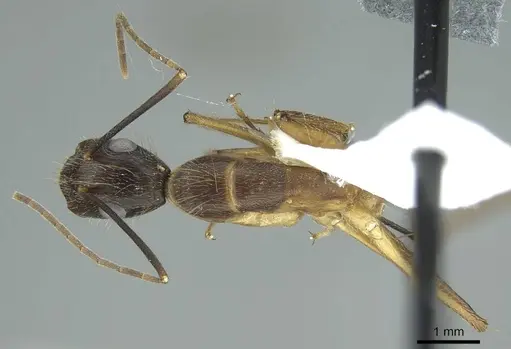 Camponotus coloratus - CASENT0914436