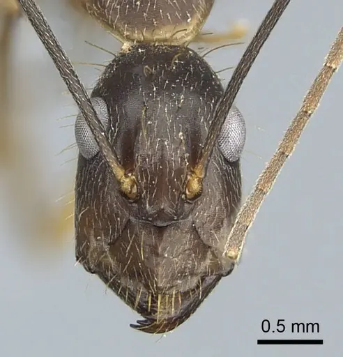 Camponotus coloratus - CASENT0914436