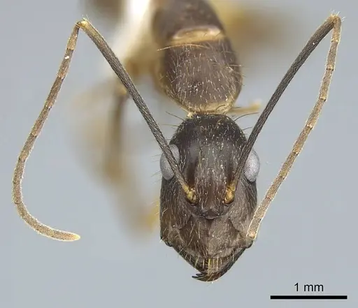 Camponotus coloratus - CASENT0914436