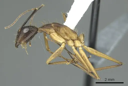 Camponotus coloratus - CASENT0914436