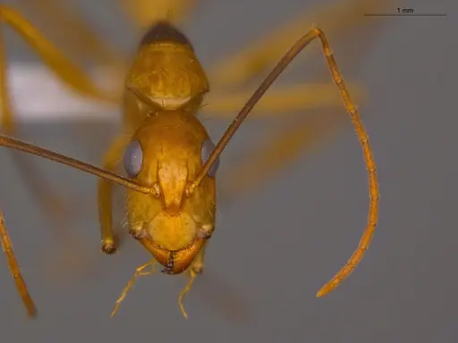 Camponotus coloratus - ECOFOG-OI17-0211-04