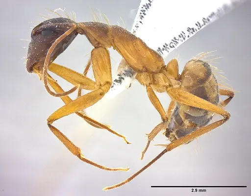 Camponotus coloratus - LABSEI
