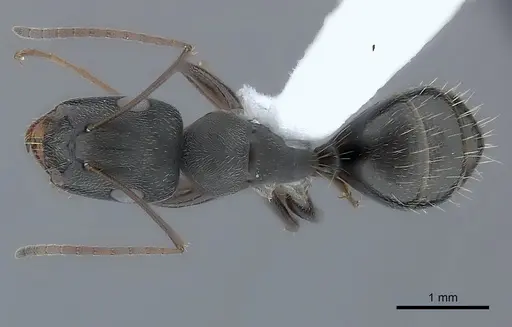 Camponotus compositor specimen
