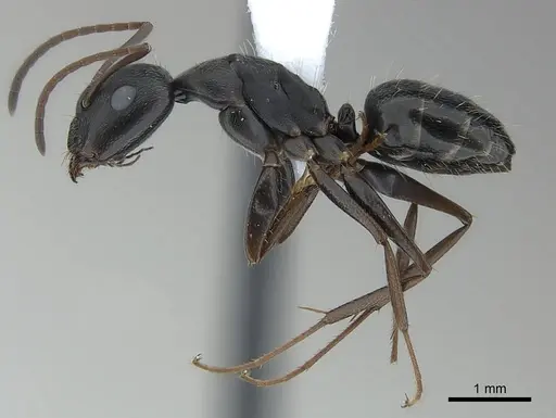 Camponotus compositor specimen