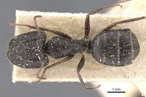 Camponotus compositor - CASENT0911682