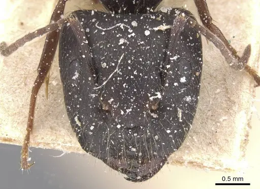 Camponotus compositor - CASENT0911682