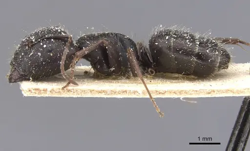Camponotus compositor - CASENT0911682
