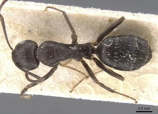 Camponotus compositor - CASENT0911683