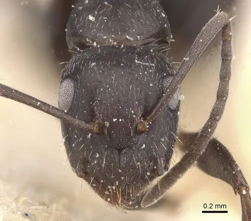 Camponotus compositor - CASENT0911683