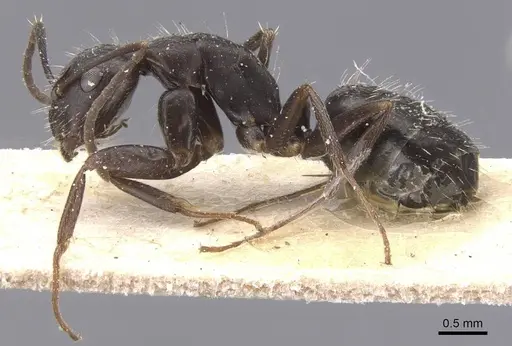 Camponotus compositor - CASENT0911683