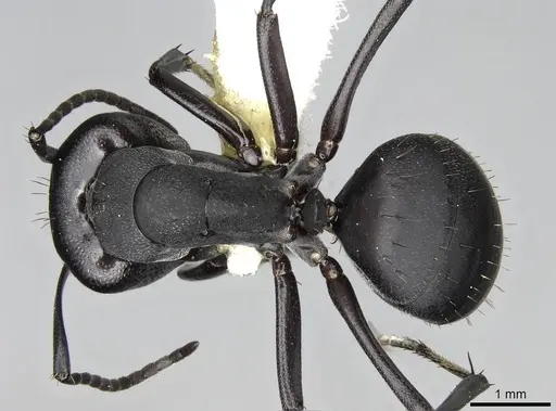 Camponotus compressiscapus specimen