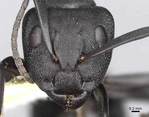 Camponotus compressiscapus specimen