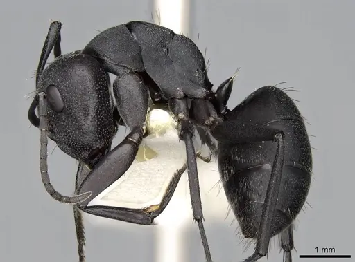Camponotus compressiscapus specimen