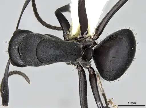 Camponotus compressiscapus - CASENT0906872