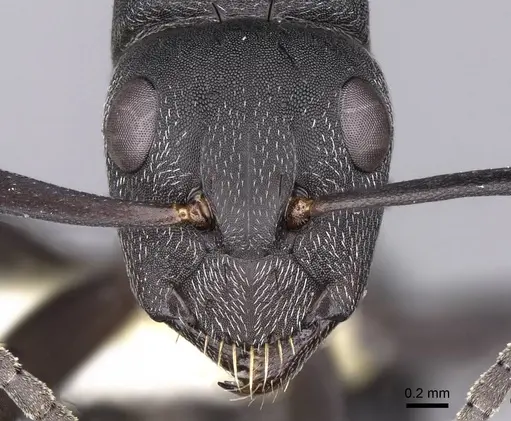 Camponotus compressiscapus - CASENT0906872