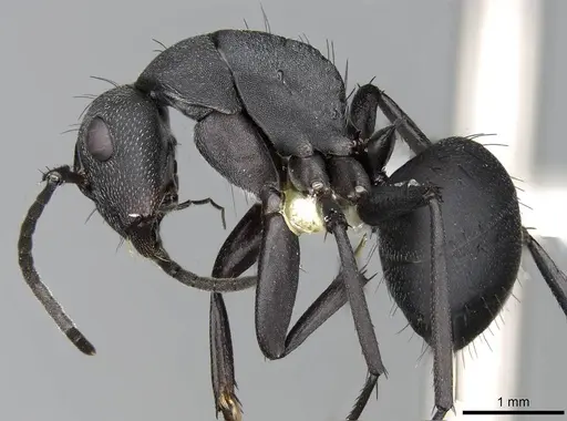 Camponotus compressiscapus - CASENT0906872
