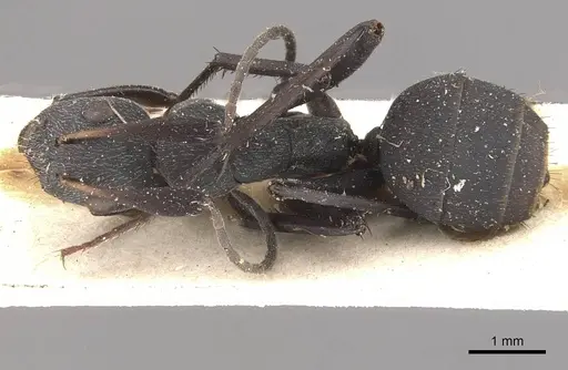 Camponotus compressiscapus - CASENT0910468