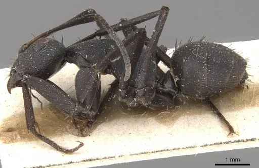 Camponotus compressiscapus - CASENT0910468