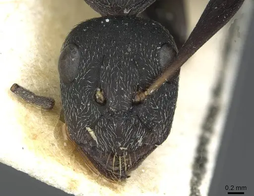 Camponotus compressiscapus - CASENT0913706