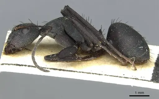 Camponotus compressiscapus - CASENT0913706