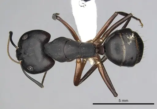 Camponotus compressus specimen