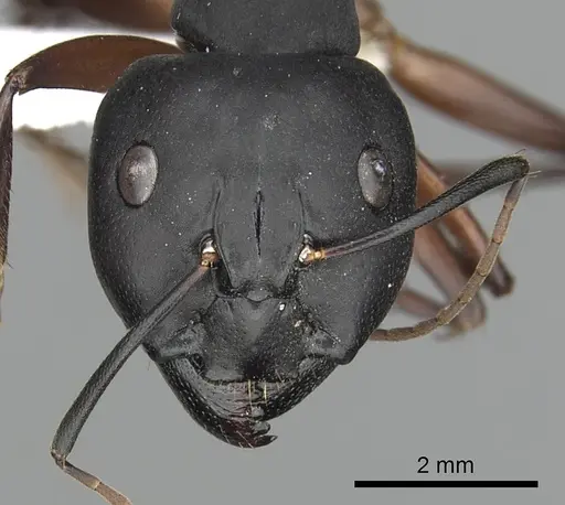 Camponotus compressus specimen