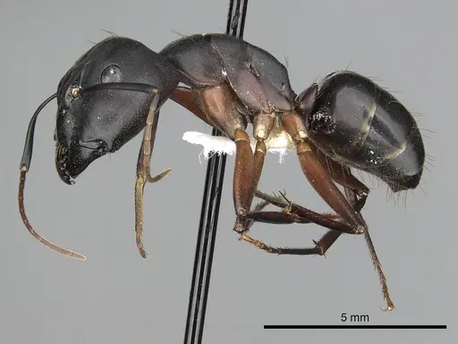 Camponotus compressus specimen