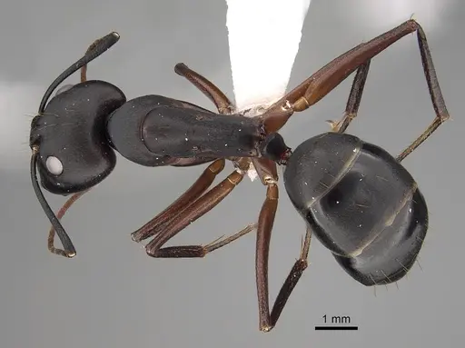 Camponotus compressus - CASENT0280273