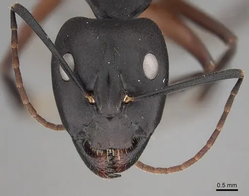 Camponotus compressus - CASENT0280273