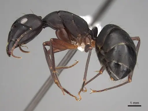 Camponotus compressus - CASENT0280273