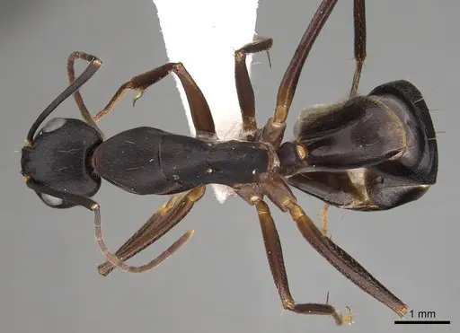 Camponotus compressus - CASENT0280274