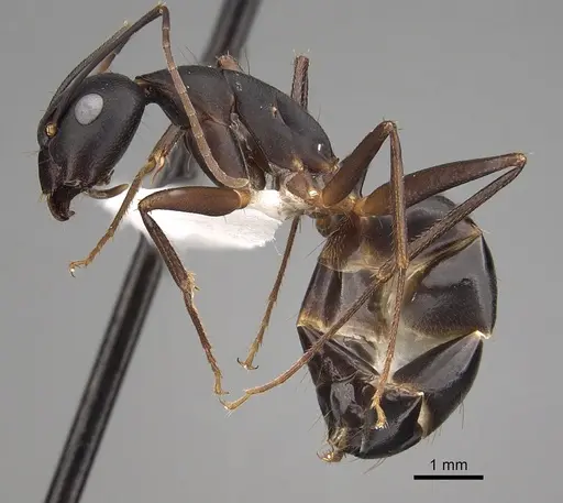 Camponotus compressus - CASENT0280274