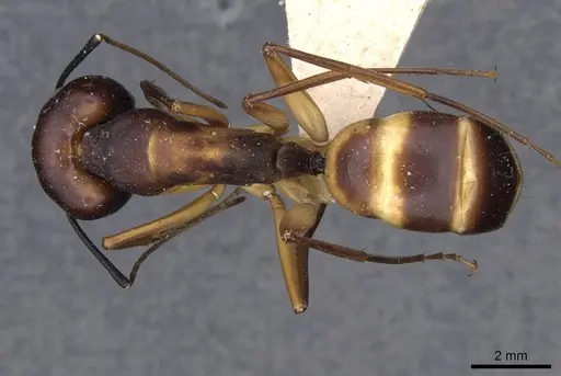 Camponotus compressus - CASENT0910201