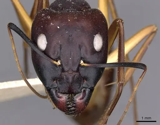 Camponotus compressus - CASENT0910201