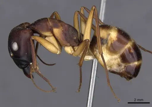 Camponotus compressus - CASENT0910201