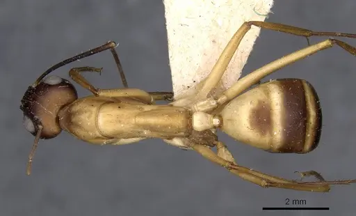 Camponotus compressus - CASENT0910202