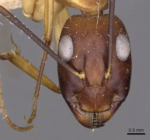 Camponotus compressus - CASENT0910202