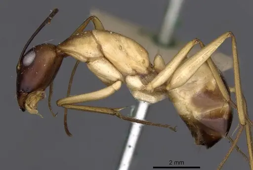 Camponotus compressus - CASENT0910202