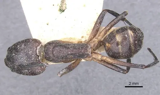 Camponotus compressus - CASENT0911927